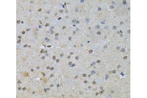 Immunohistochemistry of paraffin-embedded Mouse brain using NRF1 Polyclonal Antibody at dilution of 1:100 (40x lens). (NRF1 抗体)