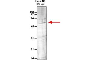 Western Blot of anti-Set9 antibody Western Blot results of Rabbit anti-Set9 antibody. (SETD7 抗体)