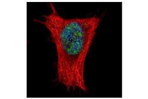 ICC/IF Image Confocal immunofluorescence analysis (Olympus FV10i) of paraformaldehyde-fixed HeLa, using ALY, antibody (Green) at 1:500 dilution.
