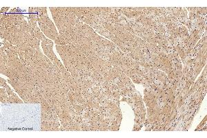 Immunohistochemical analysis of paraffin-embedded mouse heart tissue. (Cyclin A 抗体  (AA 190-270))
