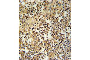 GZMM Antibody IHC analysis in formalin fixed and paraffin embedded human lymph tissue followed by peroxidase conjugation of the secondary antibody and DAB staining. (GZMM 抗体  (AA 84-113))
