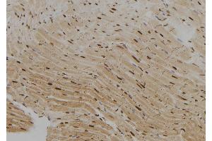 ABIN6279426 at 1/100 staining Rat heart tissue by IHC-P. (KHSRP 抗体  (N-Term))