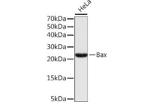 Western blot analysis of extracts of HeLa cells, using Bax antibody . (BAX 抗体)
