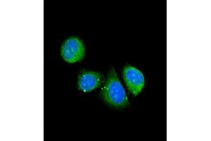Confocal immunofluorescent analysis of ASPN Antibody (Center) (ABIN390536 and ABIN2840879) with 293 cell followed by Alexa Fluor® 488-conjugated goat anti-rabbit lgG (green). (Asporin 抗体  (AA 242-269))
