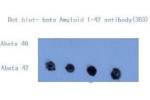 Western Blotting (WB) image for anti-Amyloid beta (Abeta) (C-Term) antibody (ABIN1105356) (beta Amyloid 抗体  (C-Term))
