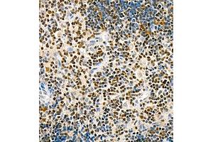 Immunohistochemistry of paraffin embedded rat thymus using TCF7 (ABIN7075952) at dilution of 1:600 (400x lens) (TCF7 抗体)