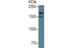 Western Blot; Sample: Human K562 cell lysate; Primary Ab: 4µg/ml Rabbit Anti-Human POLa1 Antibody Second Ab: 0.