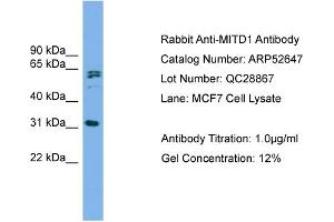 WB Suggested Anti-MITD1  Antibody Titration: 0. (MITD1 抗体  (Middle Region))