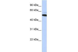 WB Suggested Anti-ATE1 Antibody Titration:  0.