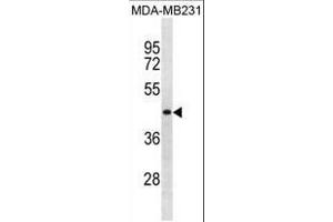 SPRYD5 Antibody (N-term) (ABIN1881827 and ABIN2838824) western blot analysis in MDA-M cell line lysates (35 μg/lane). (TRIM51 抗体  (N-Term))