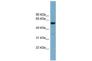 ACTR10 antibody used at 1 ug/ml to detect target protein. (ACTR10 抗体)