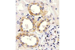 Antibody staining EGF in Human kidney tissue sections by Immunohistochemistry (IHC-P - paraformaldehyde-fixed, paraffin-embedded sections). (EGF 抗体  (AA 690-720))