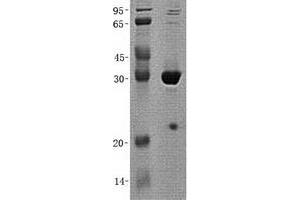 Validation with Western Blot (CDK2 Protein (Transcript Variant 1) (His tag))