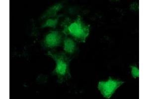 Anti-BCAR1 mouse monoclonal antibody (ABIN2454371) immunofluorescent staining of COS7 cells transiently transfected by pCMV6-ENTRY BCAR1 (RC209133). (BCAR1 抗体)