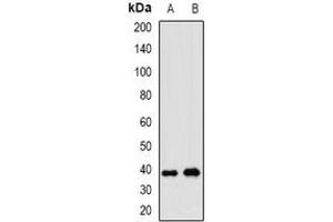Western blot analysis of WNT7B expression in A549 (A), HepG2 (B) whole cell lysates.