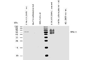 Western blotting analysis of human OPAL1 using mouse monoclonal antibody OPAL1-01 on lysates of HEK-293T/OPAL1 transfectants, and of murine splenocytes and HEK-293T cells (negative controls) under reducing and non-reducing conditions. (OPAL1 抗体  (AA 152-342))