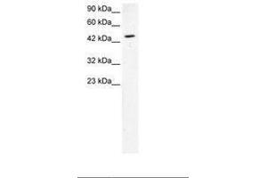 Image no. 2 for anti-GATA Binding Protein 2 (GATA2) (AA 58-107) antibody (ABIN202628)