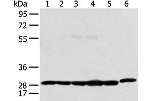 Western blot analysis of 293T Raji and Hela cell using PRDX4 Polyclonal Antibody at dilution of 1:400 (Peroxiredoxin 4 抗体)