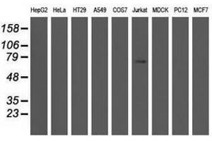 Image no. 1 for anti-rho GTPase Activating Protein 25 (ARHGAP25) antibody (ABIN1496703) (ARHGAP25 抗体)