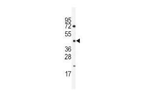 Western blot analysis of anti-HNF4G Antibody (Center)  in mouse spleen lysates (35 μg/lane). (HNF4 gamma 抗体  (AA 258-287))