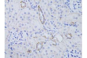Immunohistochemistry (Paraffin-embedded Sections) (IHC (p)) image for anti-Aquaporin 3 (Gill Blood Group) (AQP3) (AA 178-292) antibody (ABIN3016812)