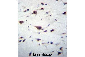 PREX1 Antibody (C-term) (ABIN656506 and ABIN2845778) immunohistochemistry analysis in formalin fixed and paraffin embedded human brain tissue followed by peroxidase conjugation of the secondary antibody and DAB staining.