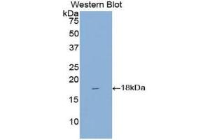 Western Blotting (WB) image for anti-Regenerating Islet Derived Protein 3 gamma (REG3g) (AA 45-152) antibody (ABIN1077716)