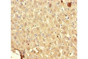 Immunohistochemistry of paraffin-embedded human liver tissue using ABIN7169647 at dilution of 1:100 (SRP19 抗体  (AA 2-144))