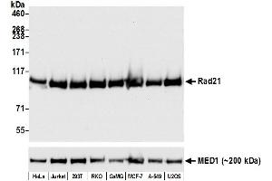 Western Blotting (WB) image for anti-RAD21 Homolog (RAD21) (AA 581-631) antibody (ABIN7449353) (Recombinant RAD21 抗体  (AA 581-631))