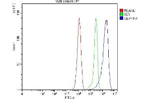 Flow Cytometry analysis of RAW264. (Septin 1 抗体  (C-Term))