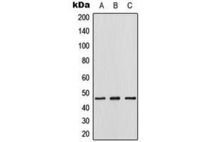 Western blot analysis of Thymine DNA Glycosylase expression in HeLa (A), mouse lung (B), rat lung (C) whole cell lysates.