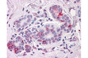 Anti-NPTN antibody IHC of human breast. (NPTN 抗体  (Internal Region))