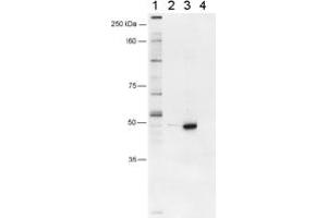 Western blot analysis of murine FOXP3 using FOXP3 polyclonal antibody . (FOXP3 抗体  (AA 1-50))
