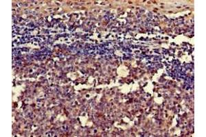 Immunohistochemistry of paraffin-embedded human tonsil tissue using ABIN7167593 at dilution of 1:100 (RGS18 抗体  (AA 28-84))