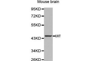 Western Blotting (WB) image for anti-Ubiquitously-Expressed, Prefoldin-Like Chaperone (UXT) antibody (ABIN1875305) (UXT 抗体)