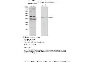 Sample Type: 1. (Septin 2 抗体  (N-Term))