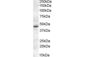Western Blotting (WB) image for anti-Melatonin Receptor 1A (MTNR1A) (AA 132-144) antibody (ABIN490538) (Melatonin Receptor 1A 抗体  (AA 132-144))