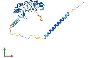 Protein Structure (PS) image for Leucine Rich Repeat Containing 61 (LRRC61) (AA 1-259) protein (His tag) (ABIN7559702)