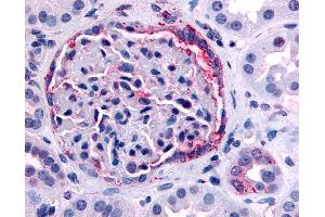 Anti-INPP5J / PIB5PA antibody IHC of human kidney. (INPP5J 抗体  (C-Term))