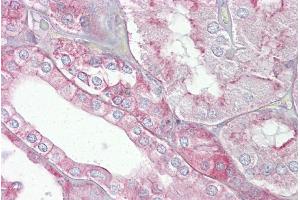 Immunohistochemistry with Kidney tissue at an antibody concentration of 5µg/ml using anti-SPTAN1 antibody (ARP58532_P050) (SPTAN1 抗体  (N-Term))