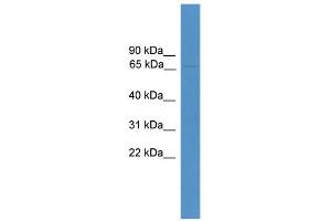 WB Suggested Anti-USP30 Antibody Titration:  0. (Usp30 抗体  (Middle Region))