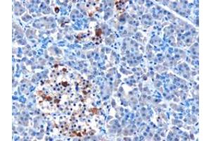 ABIN185002 (10µg/ml) staining of paraffin embedded Human Pancreas. (IFIH1 抗体  (N-Term))