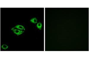 Immunofluorescence analysis of A549 cells, using NPY5R Antibody. (NPY5R 抗体  (AA 221-270))