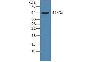 Figure. (CD147 抗体  (AA 59-321))