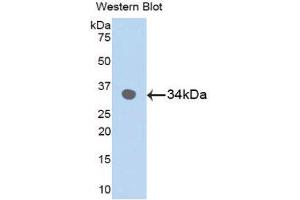 Western Blotting (WB) image for anti-Mitogen-Activated Protein Kinase 9 (MAPK9) (AA 130-387) antibody (ABIN1859759) (JNK2 抗体  (AA 130-387))