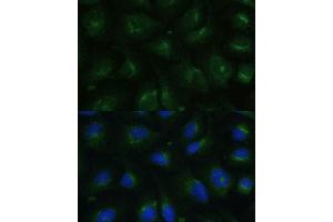 Immunofluorescence (IF) image for anti-Coatomer Protein Complex, Subunit gamma 2 (COPG2) (AA 542-871) antibody (ABIN7266425)