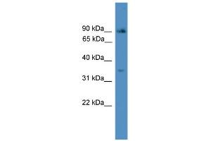 WB Suggested Anti-ING2 Antibody Titration:  0. (ING2 抗体  (N-Term))