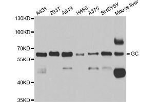Western blot analysis of extracts of various cell lines, using GC antibody.
