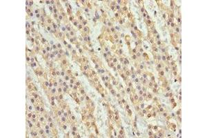 Immunohistochemistry of paraffin-embedded human adrenal gland tissue using ABIN7161754 at dilution of 1:100 (NDE1 抗体  (AA 1-110))