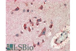 ABIN185053 (10µg/ml) staining of paraffin embedded Human Cerebral Cortex. (FBXL2 抗体  (N-Term))